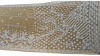 heavy work Chikankari Saree (Pre-order)